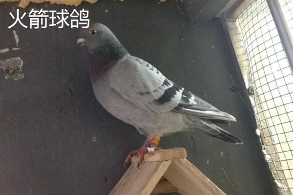 国内有什么观赏鸽，常见雪鸽、马甲球鸽、摩登娜鸽等品种
