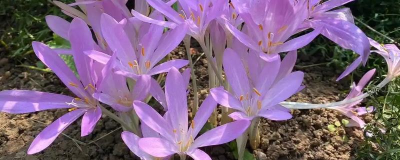 有什么花只见花不见叶，有彼岸花、秋水仙等