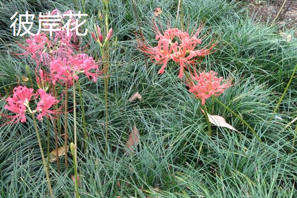有什么花只见花不见叶，有彼岸花、秋水仙等