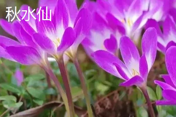 有什么花只见花不见叶，有彼岸花、秋水仙等