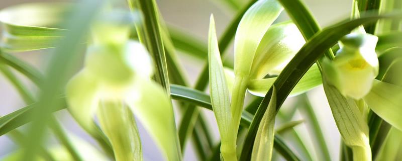 兰花怎么养，适宜的生长温度是16-24℃