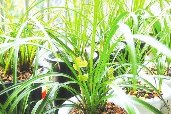 兰花怎么养，适宜的生长温度是16-24℃