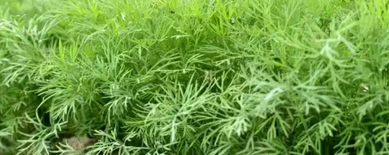 冬天能不能种植茴香，温度较低时要在大棚内种植