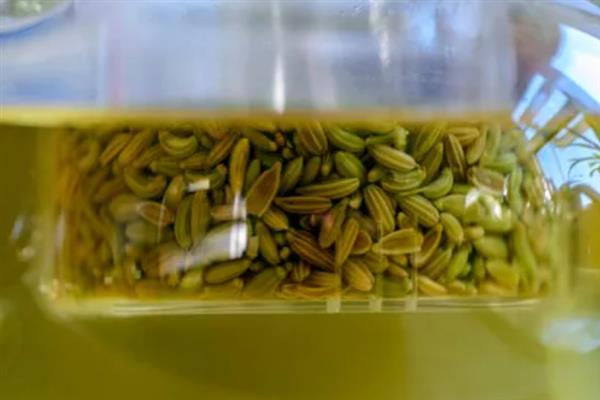 冬天能不能种植茴香，温度较低时要在大棚内种植