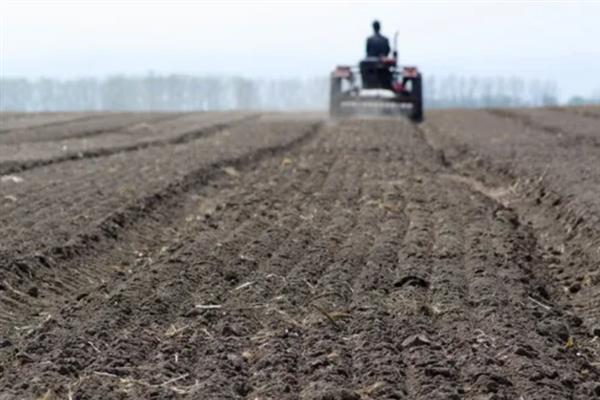 冬天能不能种植茴香，温度较低时要在大棚内种植