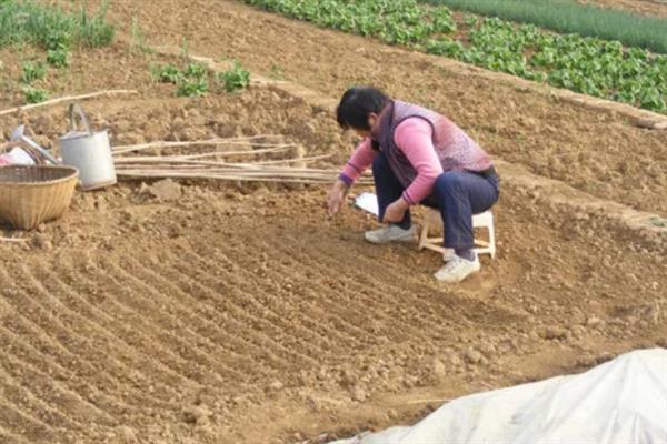 冬天能不能种植茴香，温度较低时要在大棚内种植