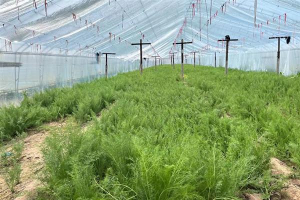 冬天能不能种植茴香，温度较低时要在大棚内种植