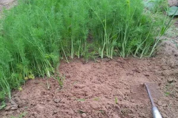 冬天能不能种植茴香，温度较低时要在大棚内种植