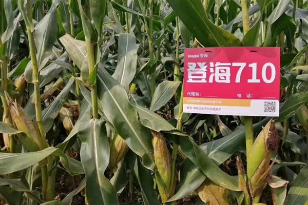 登海710玉米种简介，生育期平均为120天