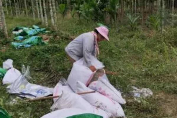槟榔树适合在什么地区种植，适合在广西、广东、云南等地种植