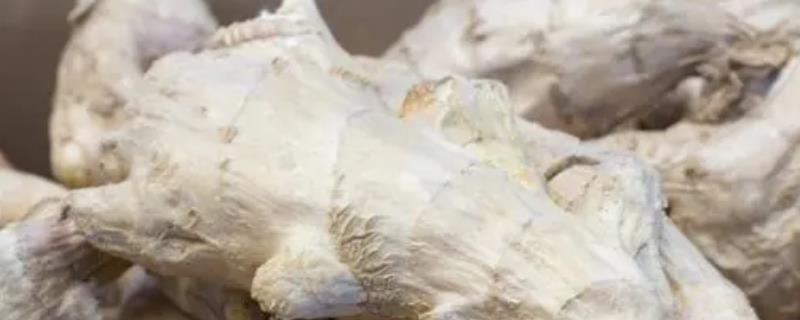 生姜长势不好如何应对，需要科学施肥