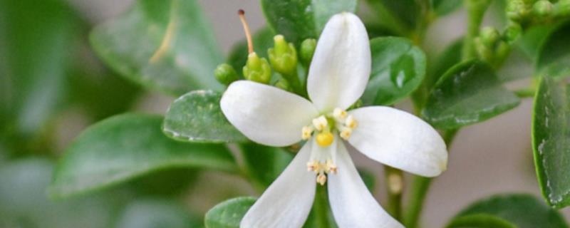 九里香能开花吗，是可以开花的