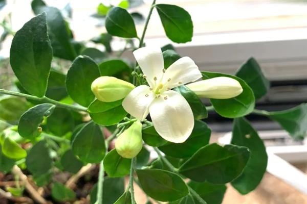 九里香能开花吗，是可以开花的