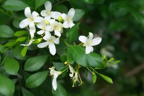 九里香能开花吗，是可以开花的