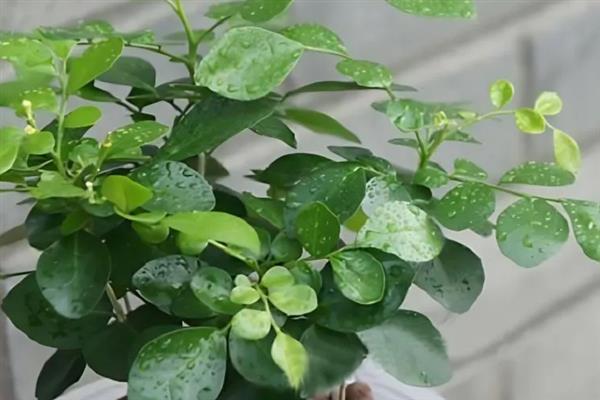 九里香能开花吗，是可以开花的