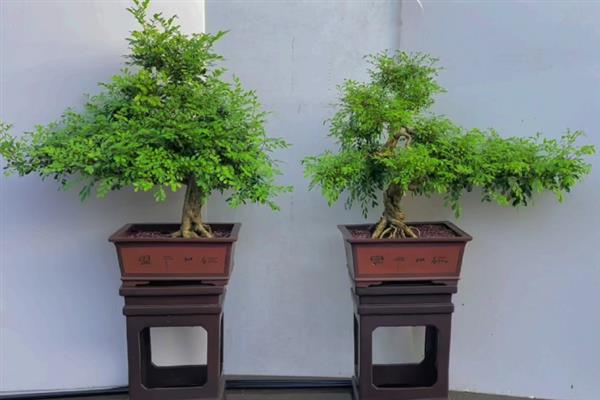 九里香能开花吗，是可以开花的