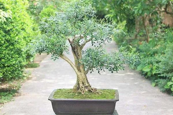 九里香能开花吗，是可以开花的
