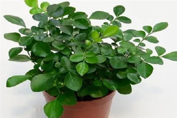 九里香能开花吗，是可以开花的