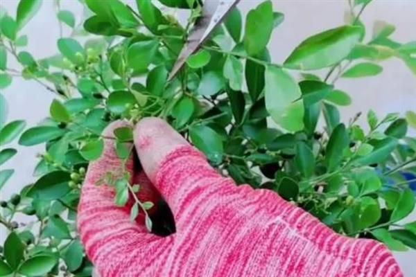 九里香能开花吗，是可以开花的