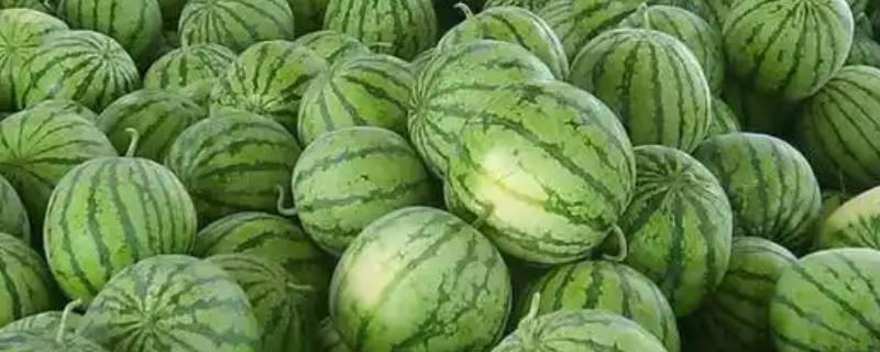 种植西瓜的条件，温度低于18℃便无法存活