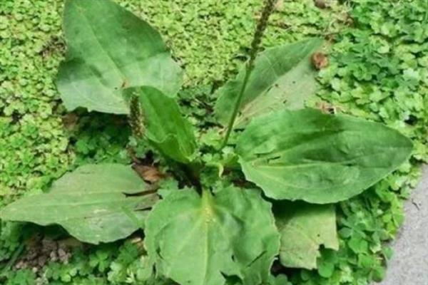 猪耳朵草的学名，正式名称叫做车前草