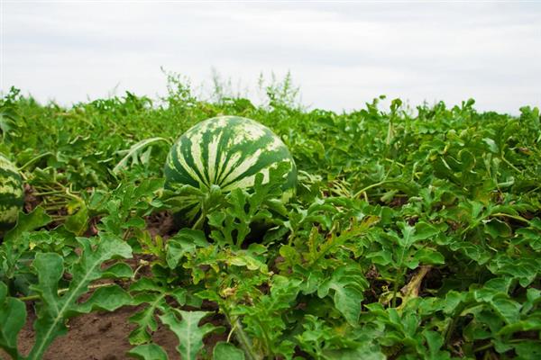 种植西瓜的条件，温度低于18℃便无法存活