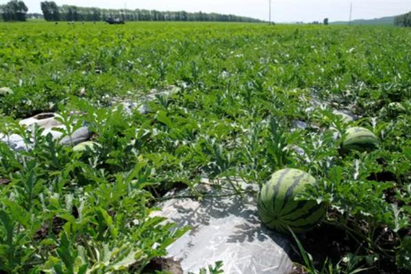 种植西瓜的条件，温度低于18℃便无法存活