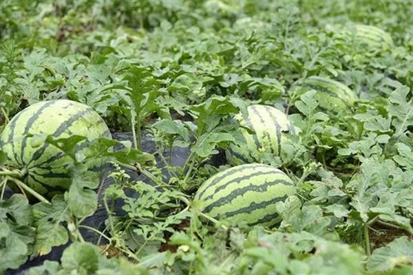 种植西瓜的条件，温度低于18℃便无法存活