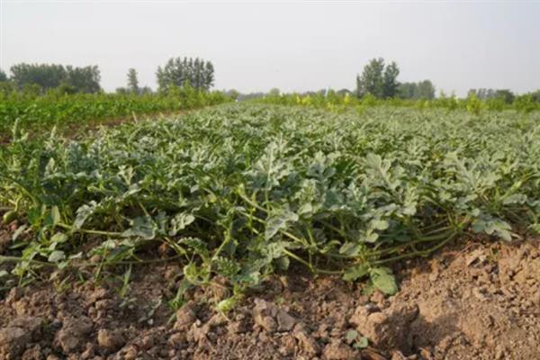 种植西瓜的条件，温度低于18℃便无法存活