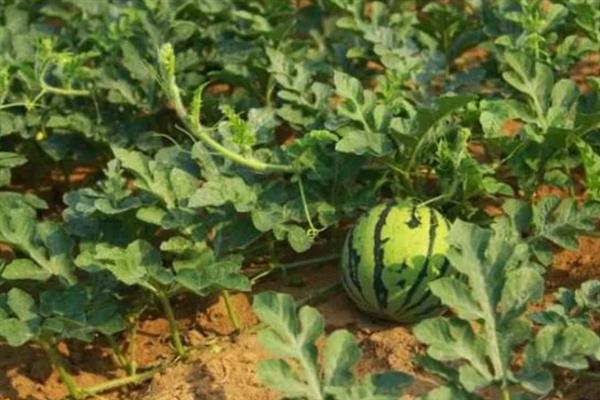 种植西瓜的条件，温度低于18℃便无法存活