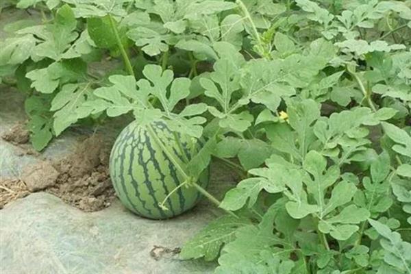种植西瓜的条件，温度低于18℃便无法存活