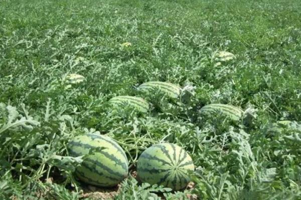 种植西瓜的条件，温度低于18℃便无法存活