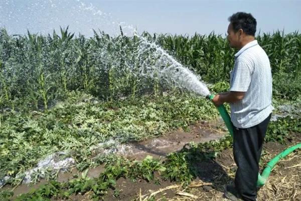 种植西瓜的条件，温度低于18℃便无法存活