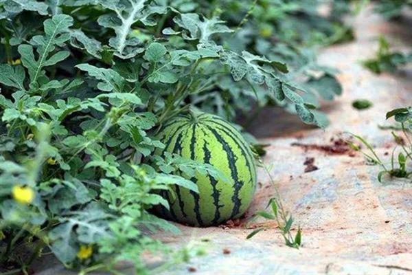 种植西瓜的条件，温度低于18℃便无法存活