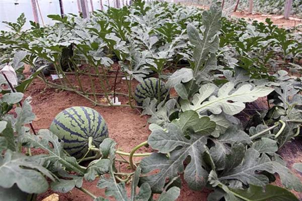 种植西瓜的条件，温度低于18℃便无法存活
