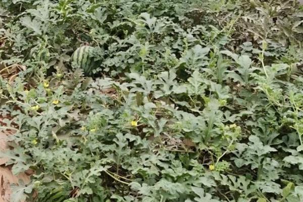 种植西瓜的条件，温度低于18℃便无法存活