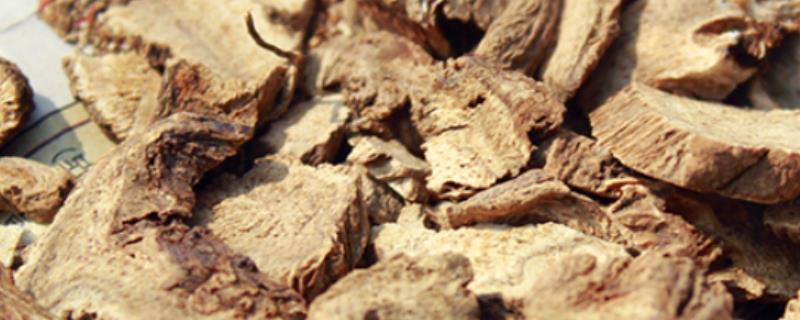 苍术的适宜种植地,适合种在向阳的山坡上