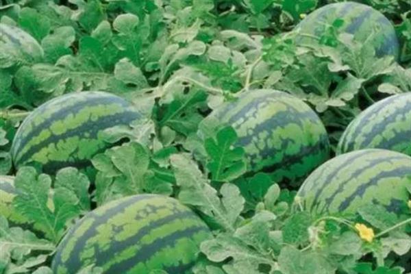 种植西瓜的条件，温度低于18℃便无法存活