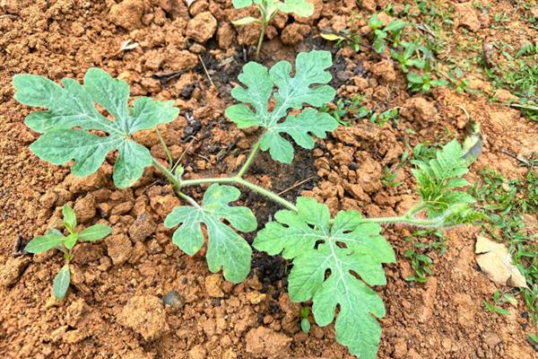 种植西瓜的条件，温度低于18℃便无法存活