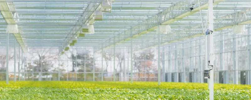 温室采光面发生滴水的原因，是因为无滴薄膜质量差所致