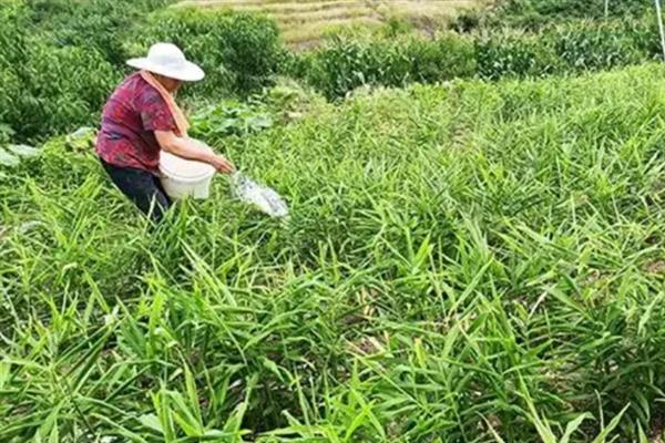 生姜长势不好如何应对，需要科学施肥
