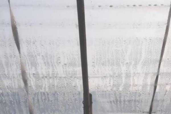 温室采光面发生滴水的原因,是因为无滴薄膜质量差所致