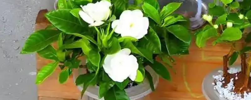 水培栀子花要注意什么，每次换水时都要添加营养液