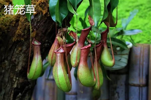 哪些植物有特点，常见的有卷柏、猪笼草等