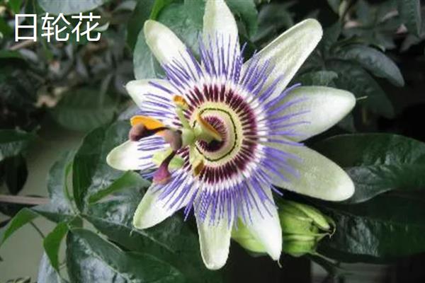 哪些植物有特点，常见的有卷柏、猪笼草等
