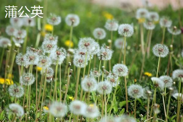哪些植物有特点，常见的有卷柏、猪笼草等