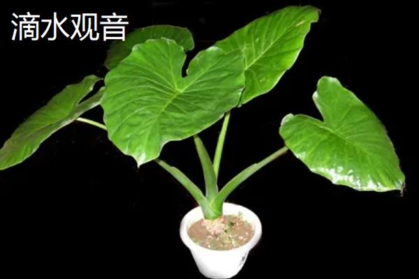 哪些植物有特点，常见的有卷柏、猪笼草等