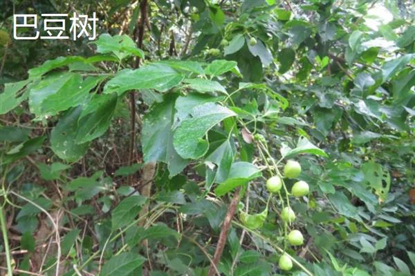 哪些植物有特点，常见的有卷柏、猪笼草等