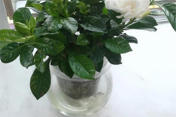 水培栀子花要注意什么，每次换水时都要添加营养液