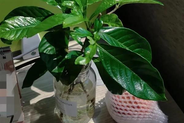 水培栀子花要注意什么，每次换水时都要添加营养液